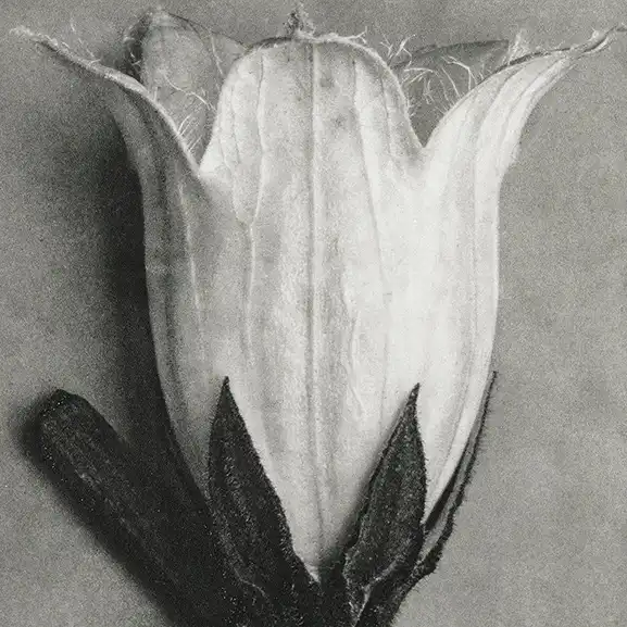 campanula-alliariifolia-flower Pagina Inicial