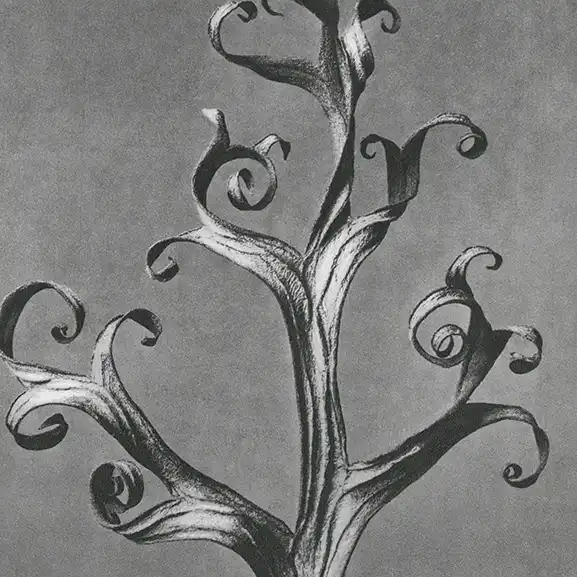 delphinium-flowers Pagina Inicial