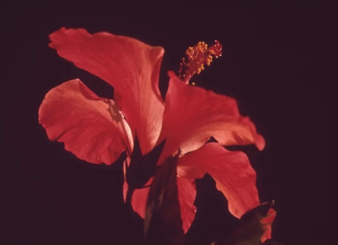 red-hibiscus-closeup Pagina Inicial